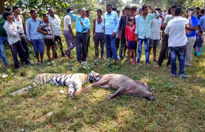 tiger-dead