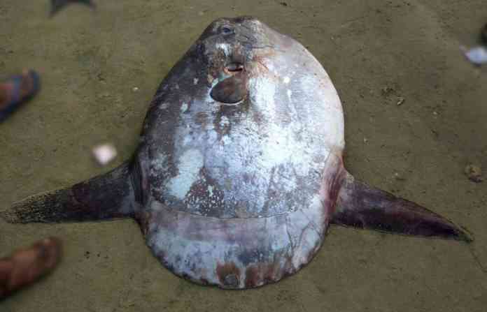 malvan-ocean-sun-fish
