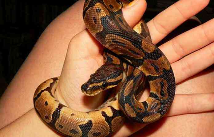 python-baby