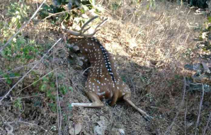 gondia10