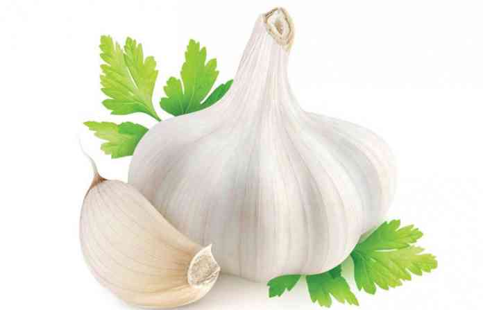 garlic