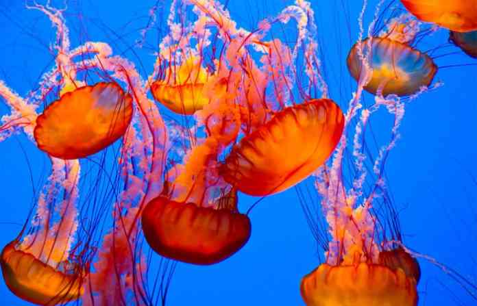 jelly6