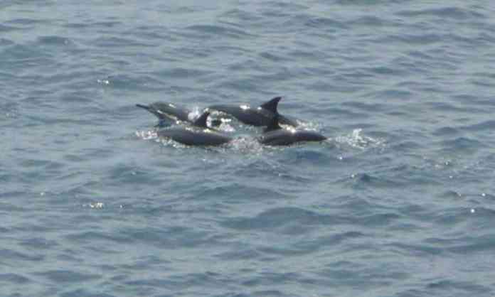 dolphin