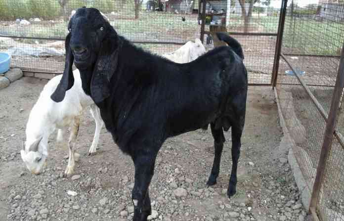 goat-11