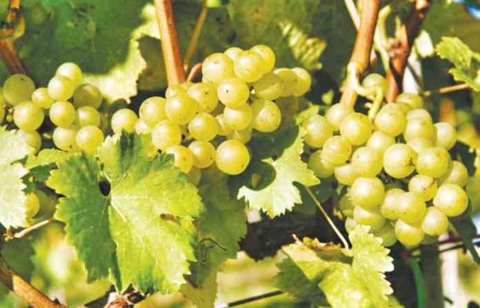 grapes12