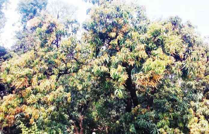 _mandangad