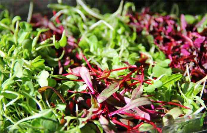 micro-greens-vegetable