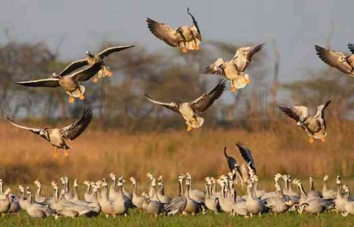 migrant-bird