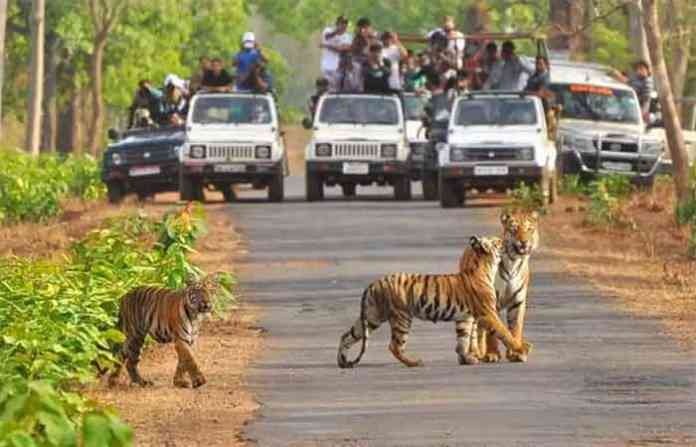 tiger-centurary