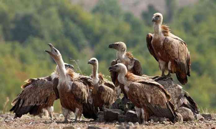 vulture