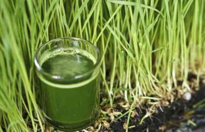 wheat-grass-juice