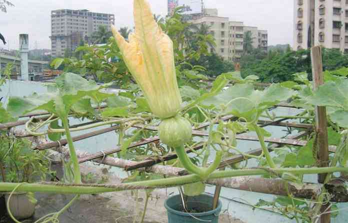 7_pumpkin