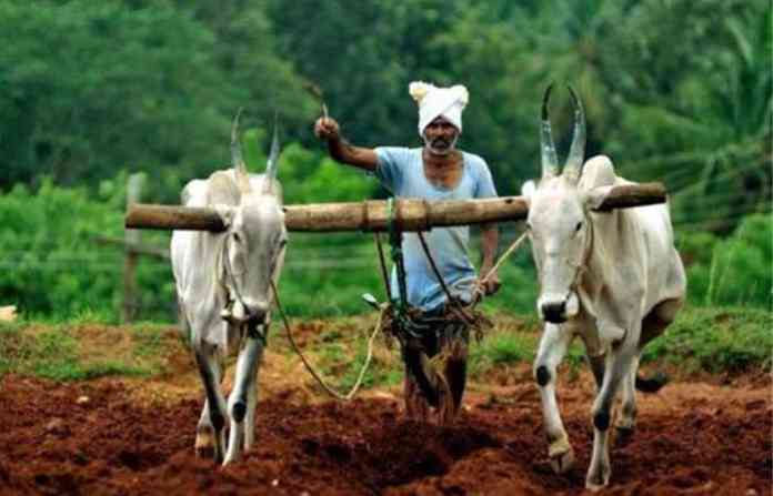 indian_farmers