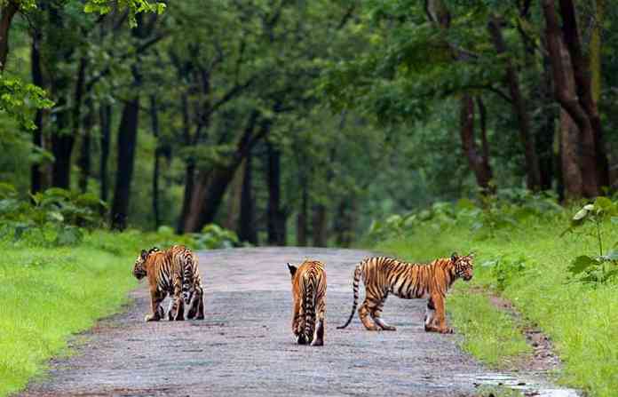 tadoba