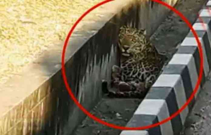 tiger-in-nalla