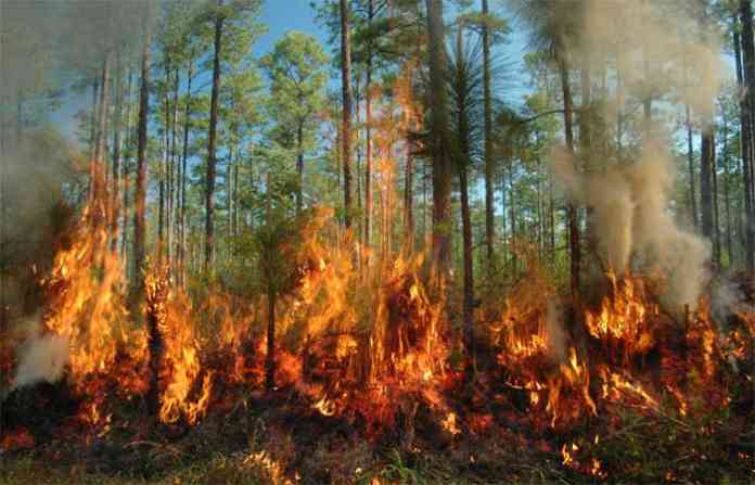 forest-fire