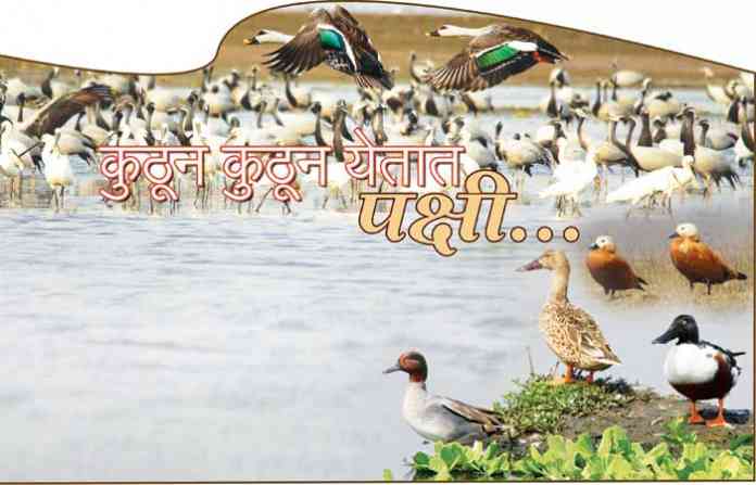 migrant-birds
