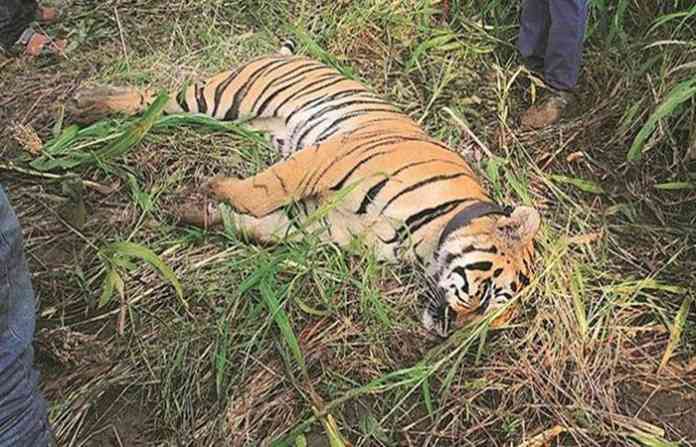 tiger-dead-utsav1