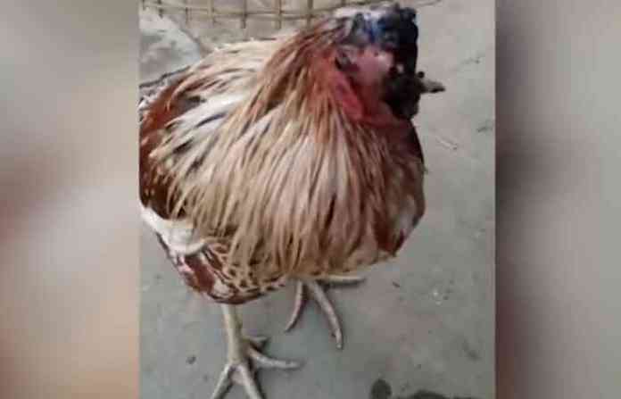 cock