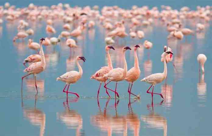flamingo