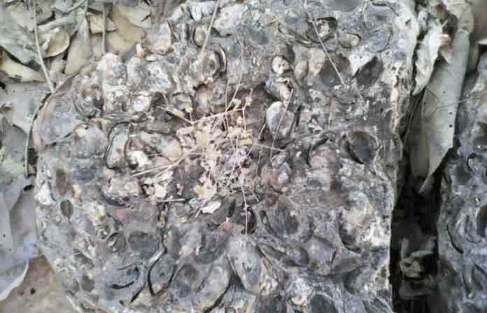 fossils-yavatmal