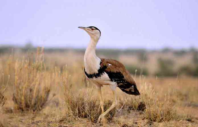 maaldhok-1