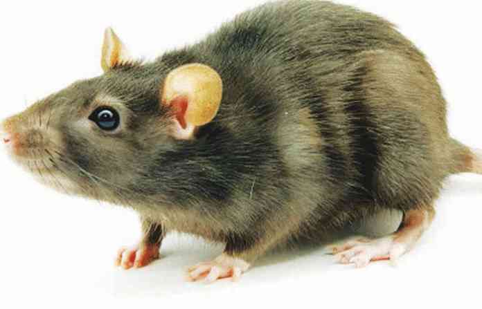 mouse-feature