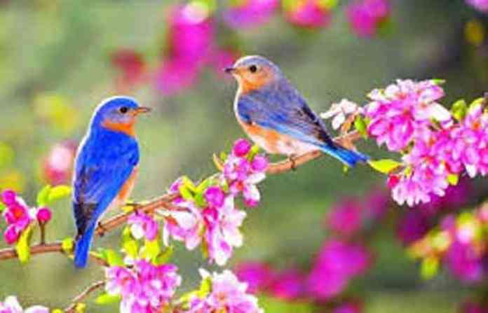 bird