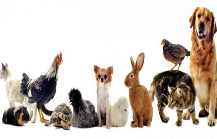 animals