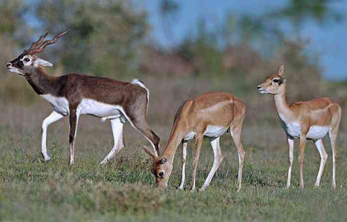black-buck