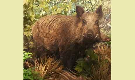 pig