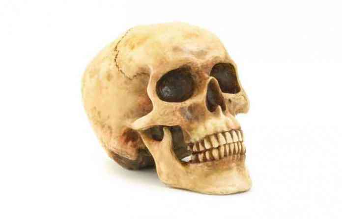 skull