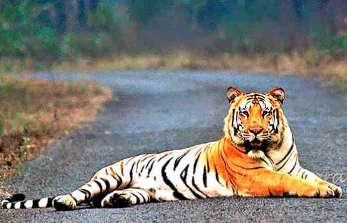 tiger-jay