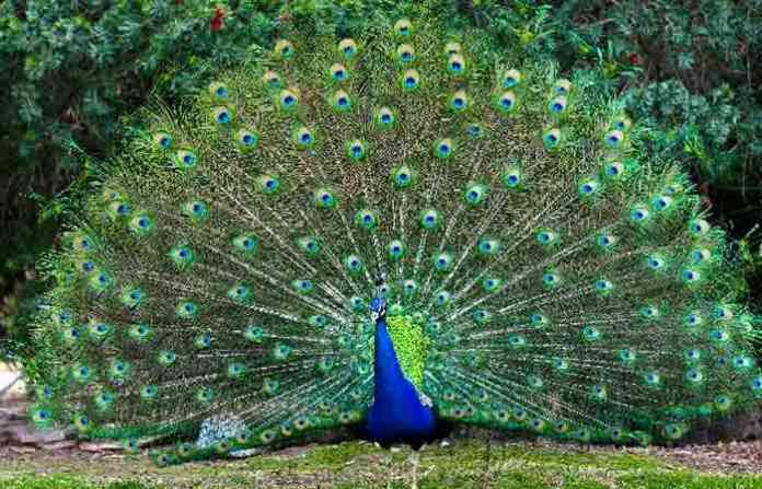 naygaon-sanctuary-1