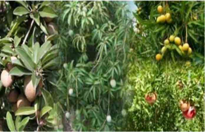 fruit-gardens
