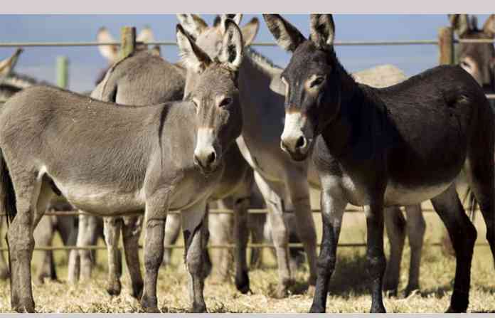 donkey-1