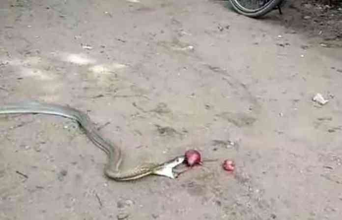 cobra-onion