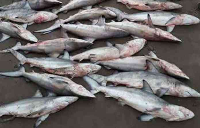 shark-fish-2