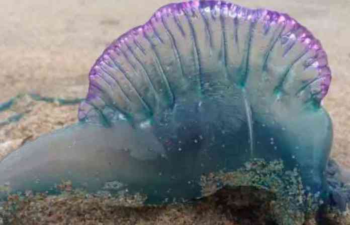 blue-bottle-jellyfish
