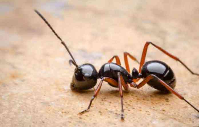 ant