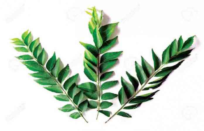 curry-tree