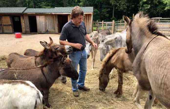 donkey-fam