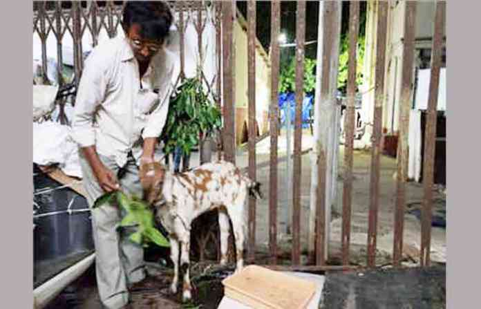 goat-csmt