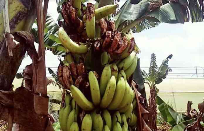 banana