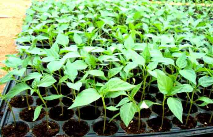 chilli-seedlings-500x500