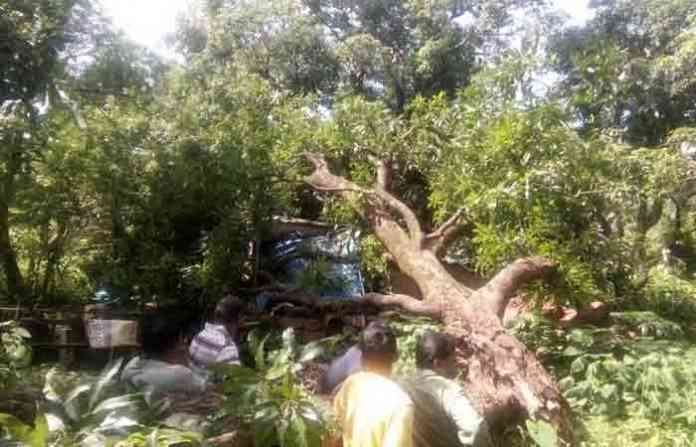 mango-tree-fall