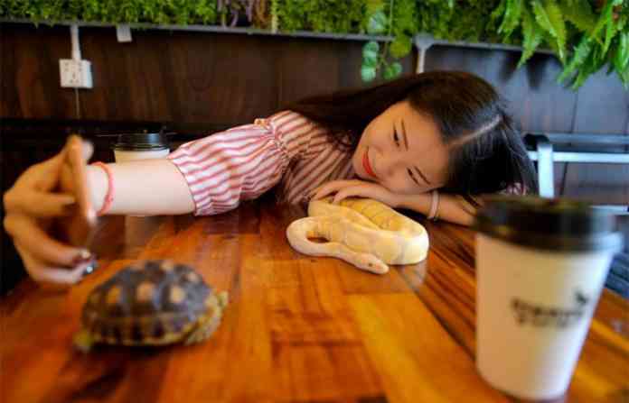 reptile-cafe