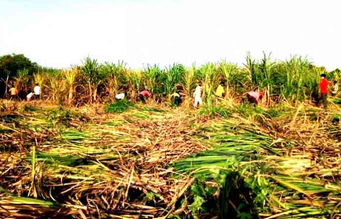 sugarcane