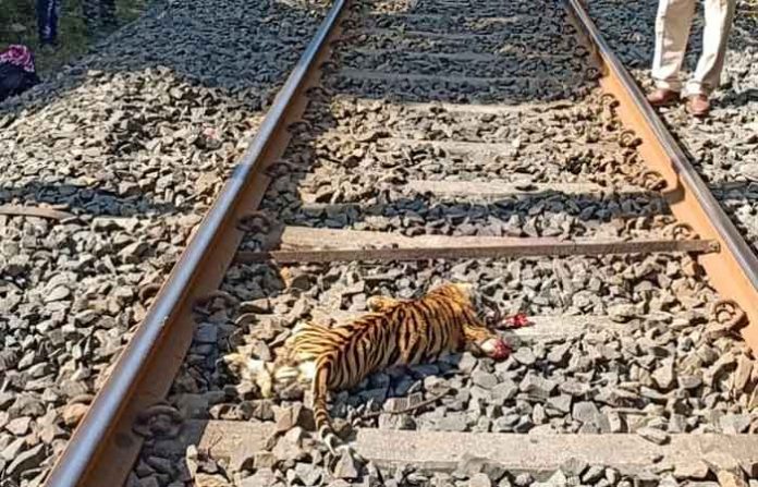 chandrapur-tiger-cub chandrapur-tiger-cub