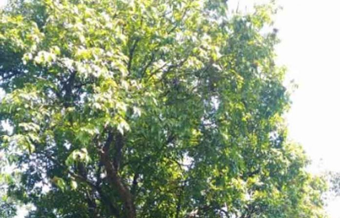 ringi-tree ringi-tree